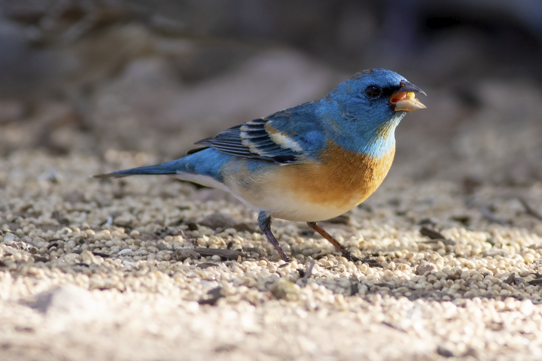 Lazuli Bunting (image by Sjoerd Radstaak)