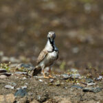 Least Seedsnipe (image by Leo Garrigues)