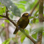 Lemon-spectacled Tanager (image by Leo Garrigues)