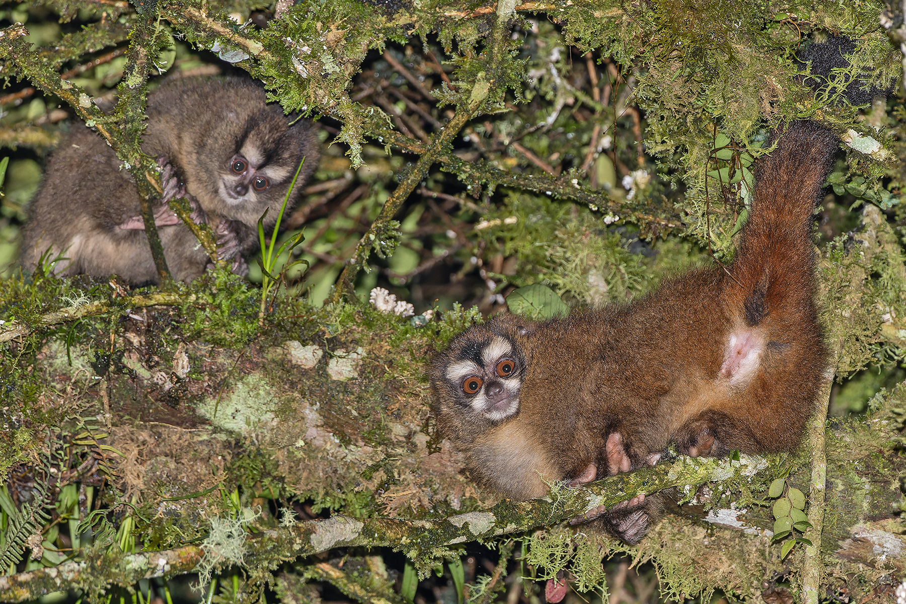 Lemurine Night Monkeys (image by Pete Morris)