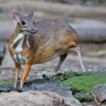 Lesser Indo-Malayan Chevrotain (image by János Oláh)