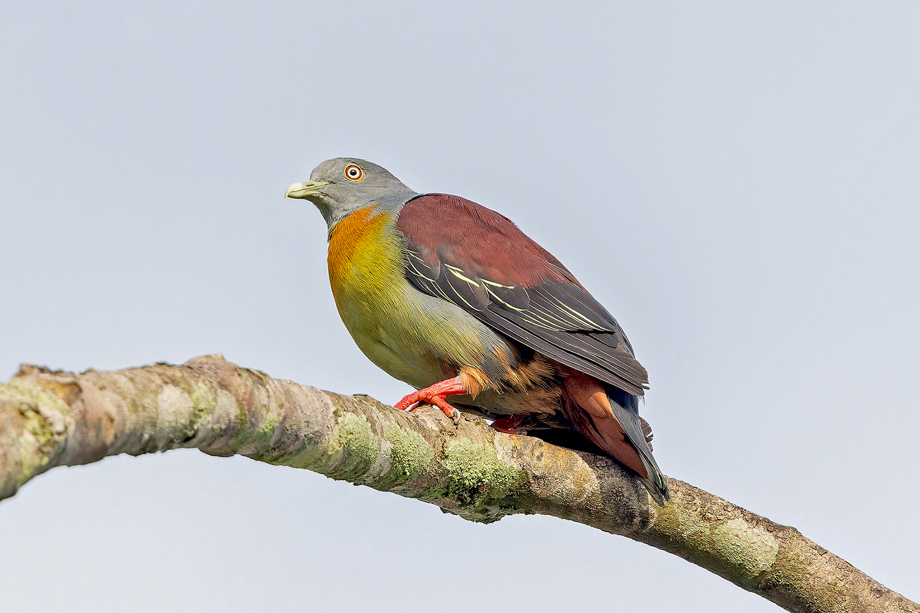 Little Green Pigeon (image by Pete Morris)