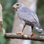 Lizard Buzzard (image by Nik Borrow)