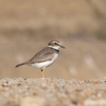 Long-billed Plover (image by János Oláh)