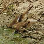 Long-tailed Ground Dove (image by Leo Garrigues)