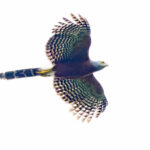 Long-tailed Hawk (image by Nik Borrow)
