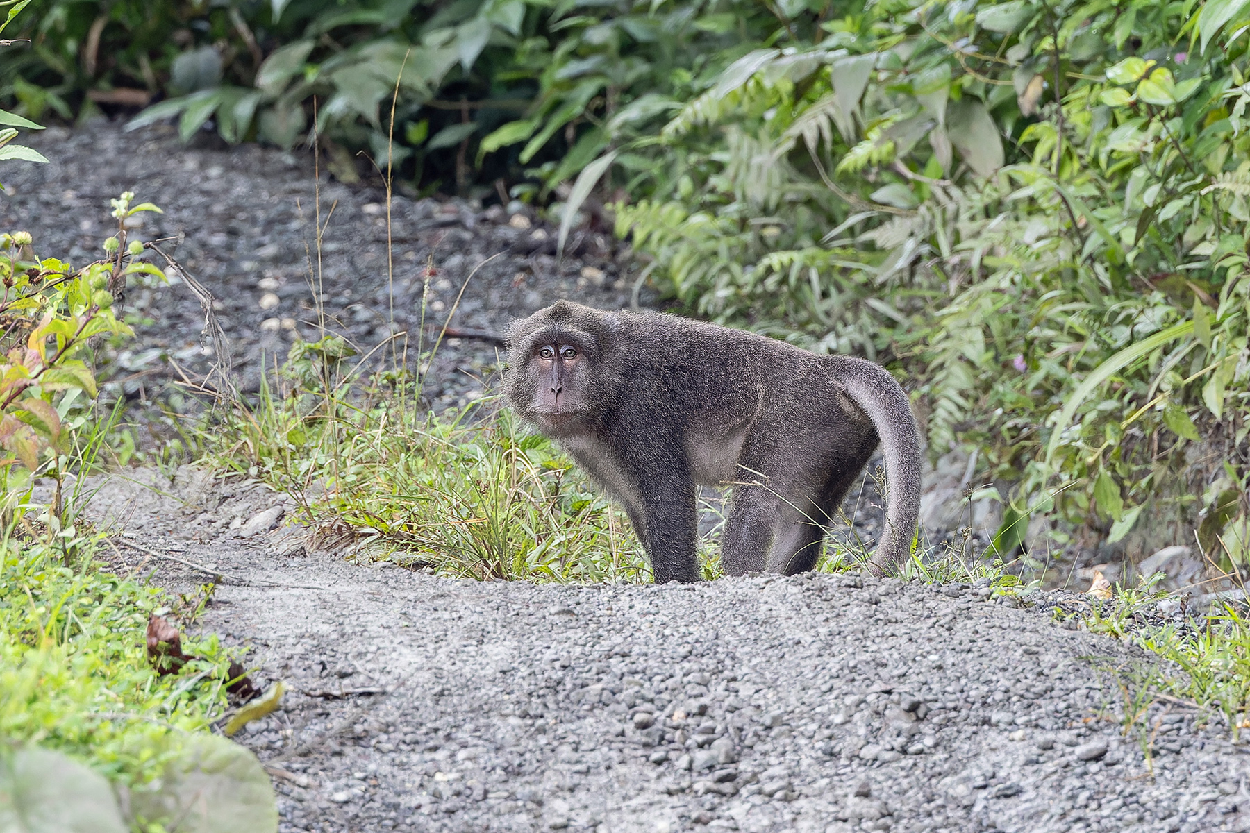 Long-tailed (Simeulue) Macaque (image by Pete Morris)