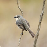 Long-tailed Reed Finch (image by Leo Garrigues)