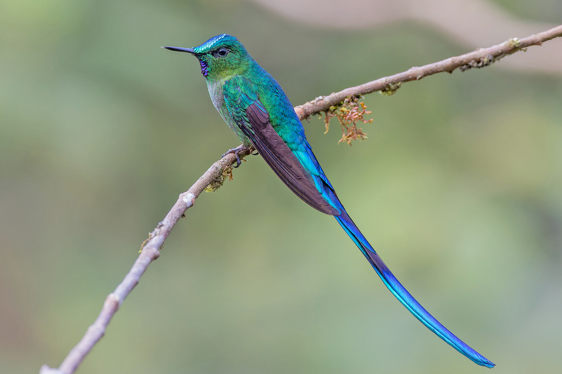 Long-tailed Sylph (image by Pete Morris)
