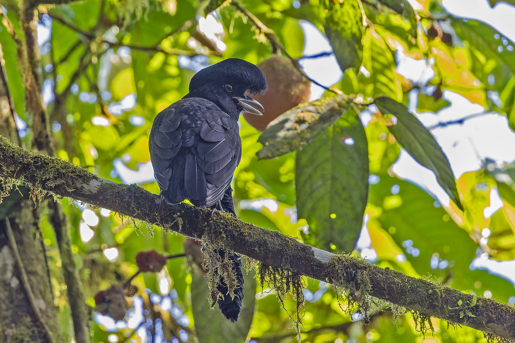 Long-wattled Umbrellabird (image by Pete Morris)