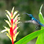 Loten's Sunbird (image by Dave Farrow)