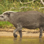 Lowland Tapir (image by Leo Garrigues)