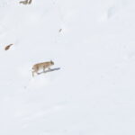 Eurasian Lynx ssp isabellinus (image by János Oláh)