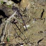 Lyre-tailed Nightjar (image by Leo Garrigues)