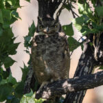 Magellanic Horned Owl (image by John Oates)
