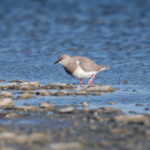 Magellanic Plover (image by John Oates)