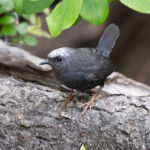 Magellanic Tapaculo (image by John Oates)
