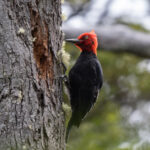 Magellanic Woodpecker (image by John Oates)