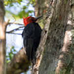 Magellanic Woodpecker (image by John Oates)