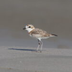female Malaysian Plover (image by János Oláh)