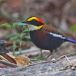 Malayan Banded Pitta (image by János Oláh)