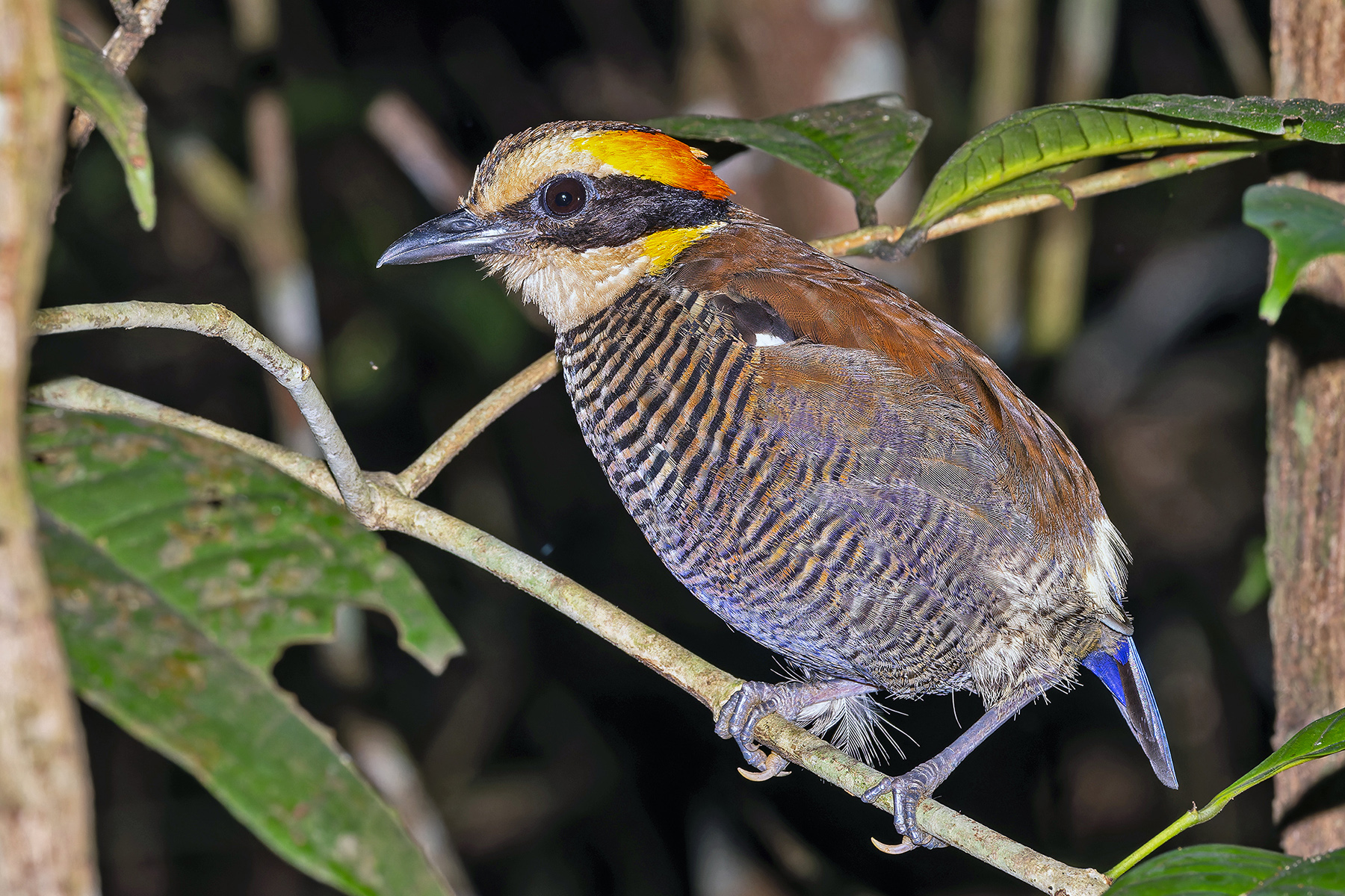 Malayan Banded Pitta (image by Pete Morris)