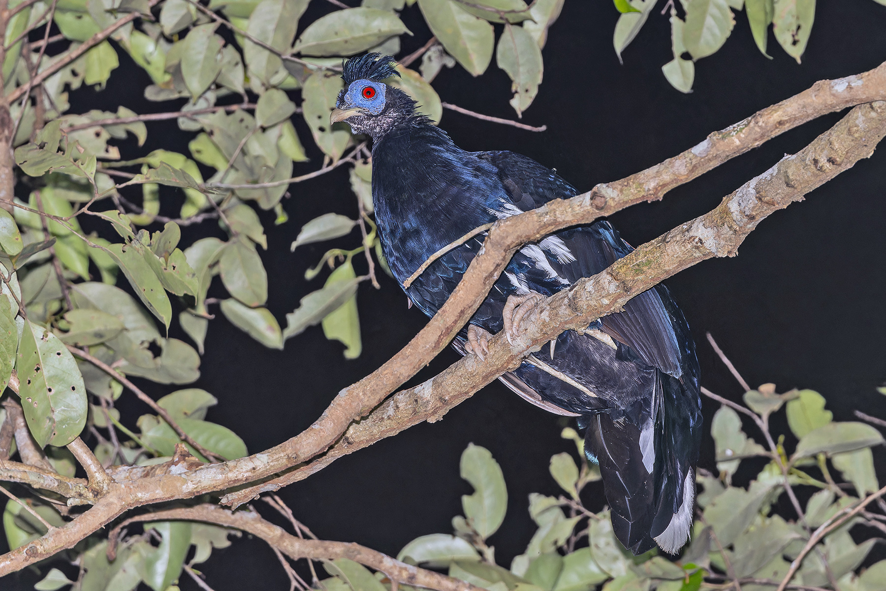Malayan Crested Fireback (image by Pete Morris)