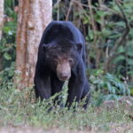 Malayan Sun Bear (image by János Oláh)