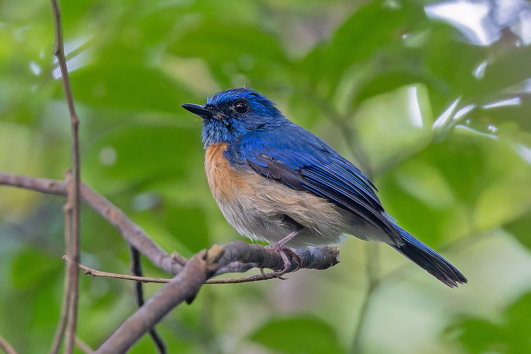 Malaysian Blue Flycatcher (image by Pete Morris)