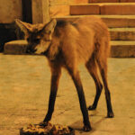 Maned Wolf (image by Leo Garrigues)