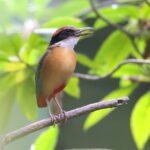 Mangrove Pitta (image by János Oláh)