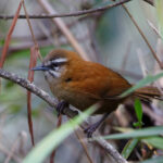 Mantaro Wren (image by Leo Garrigues)