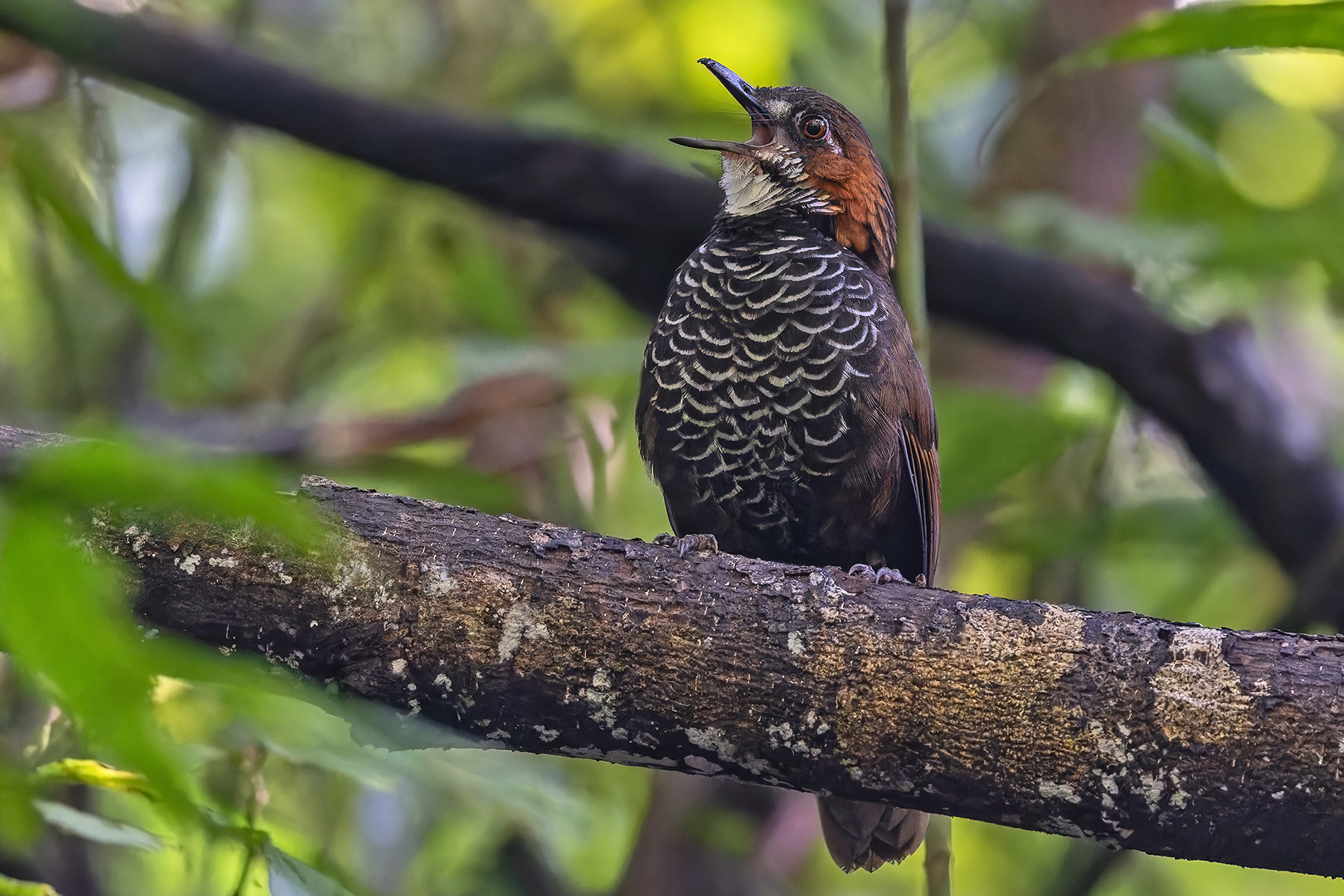 Marbled Wren-Babbler (image by Pete Morris)