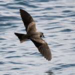 Markham's Storm Petrel (image by John Oates)