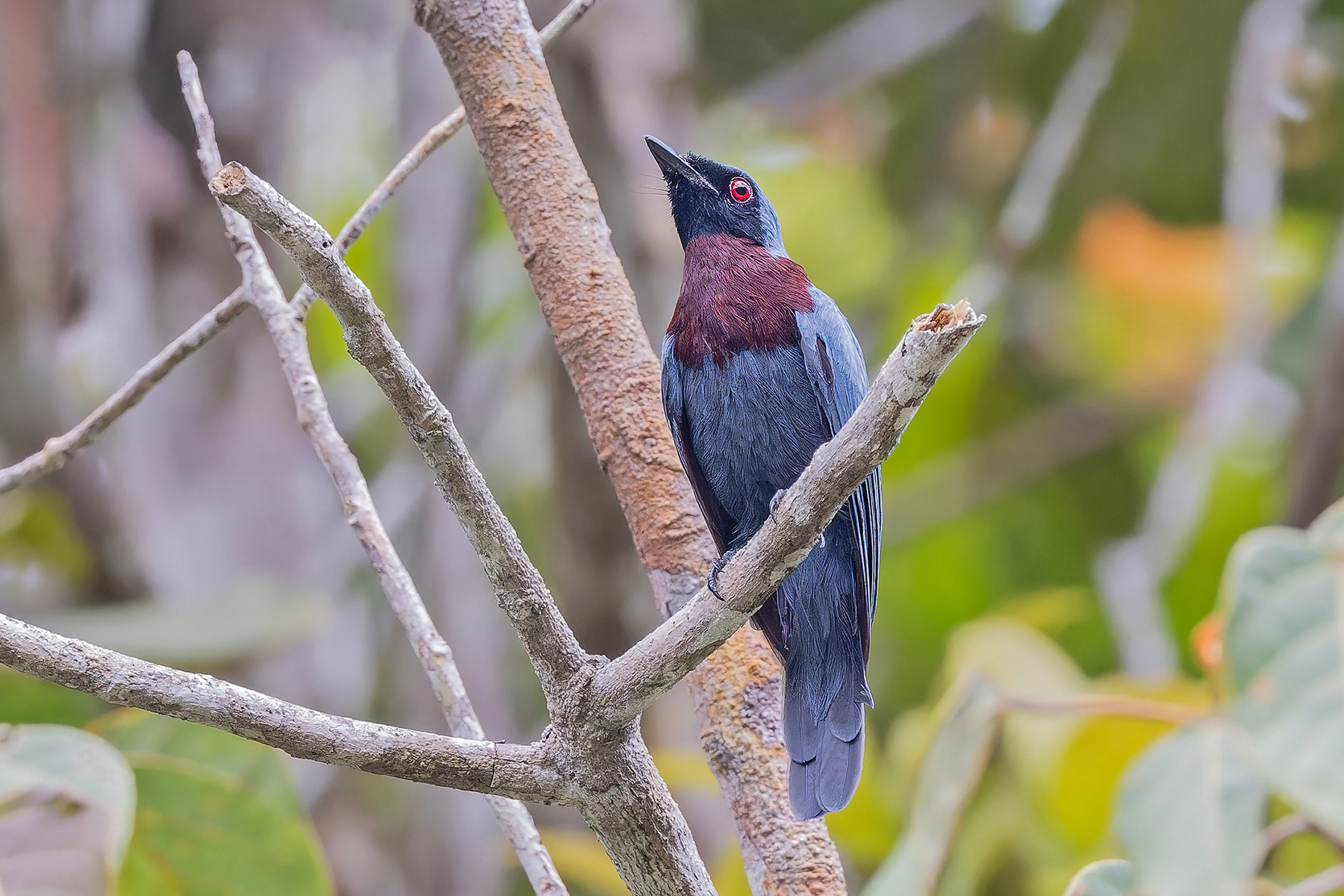 Maroon-breasted Philentoma (image by Pete Morris)