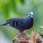 Maroon-chested Ground Dove (image by Leo Garrigues)