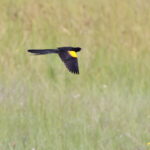 Marsh Widowbird (image by János Oláh)