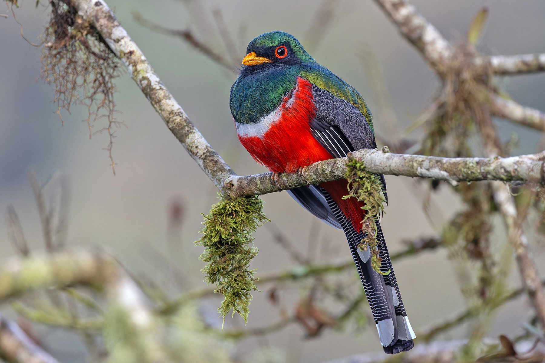 Masked Trogon (image by Pete Morris)