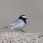 Masked White Wagtail (image by János Oláh)