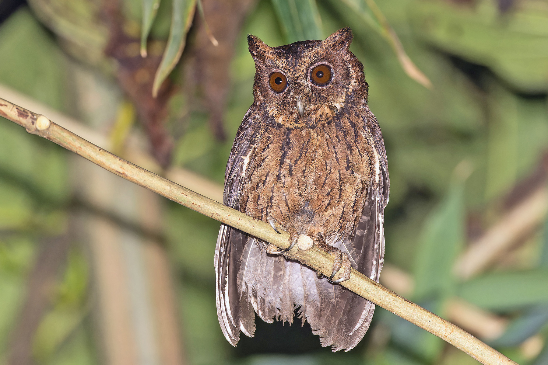 Mentawai Scops Owl (image by Pete Morris)