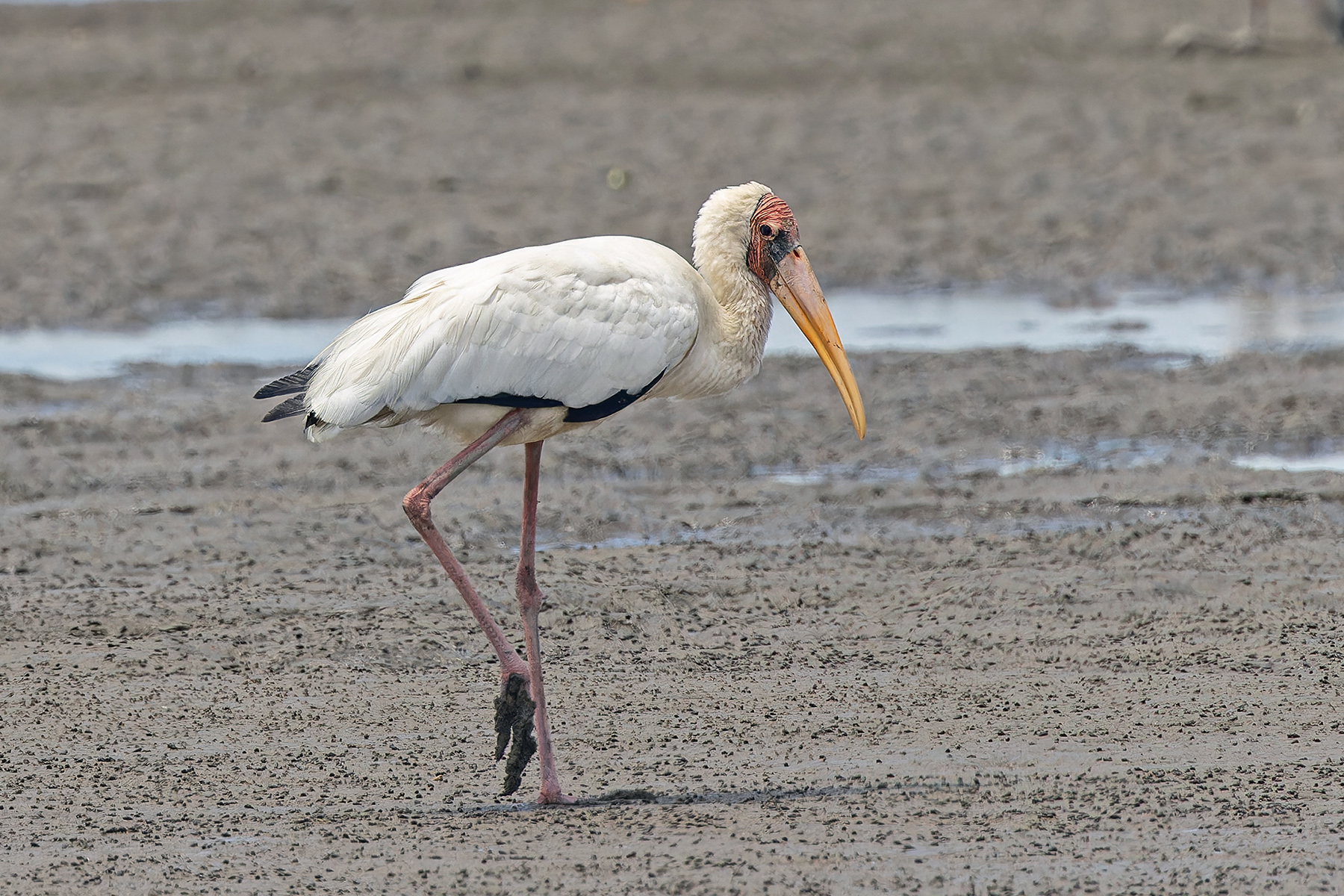 Milky Stork (image by Pete Morris)