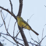 Minas Gerais Tyrannulet (image by Leo Garrigues)