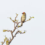Miombo Pied Barbet (image by János Oláh)