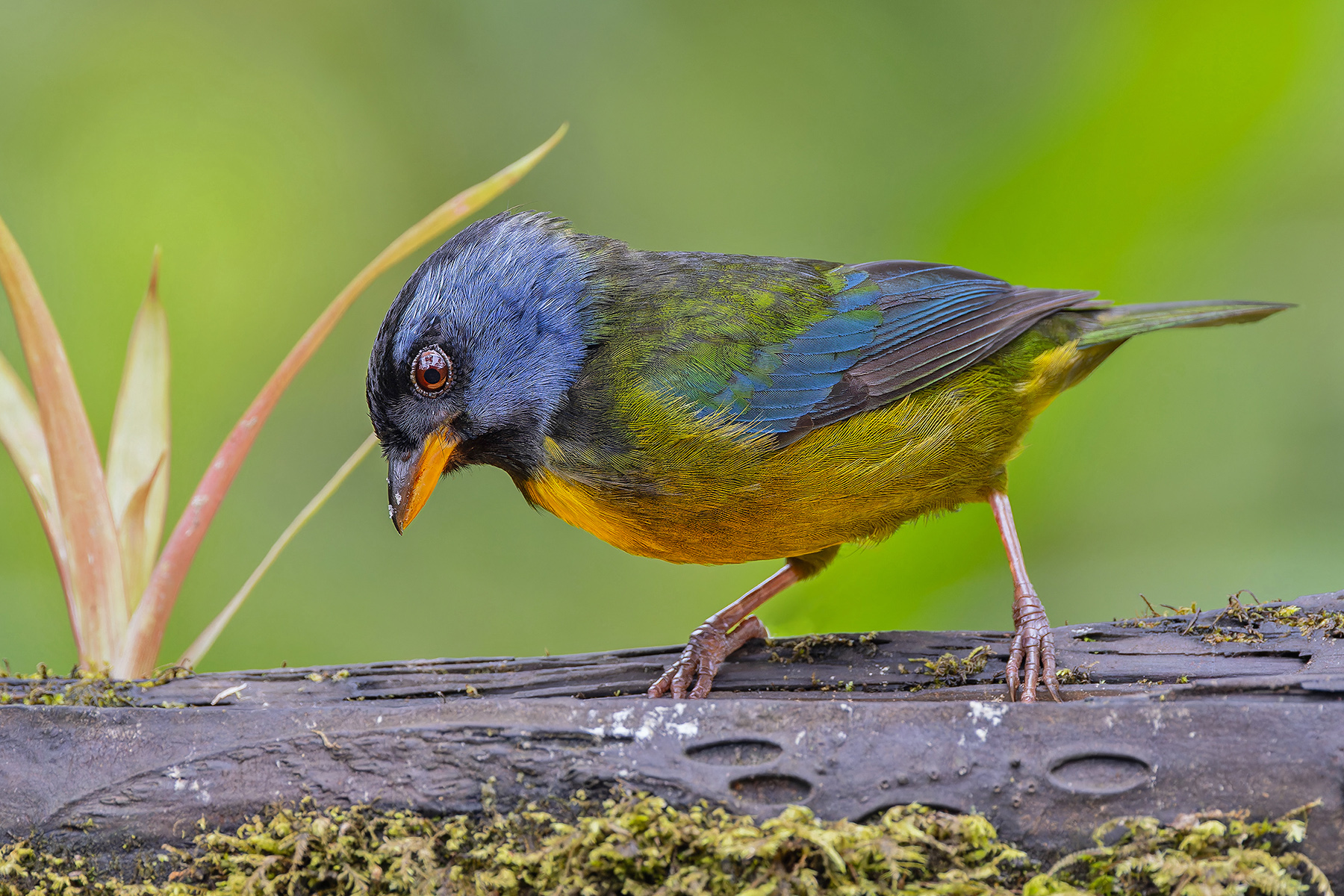 Moss-backed Tanager (image by Pete Morris)