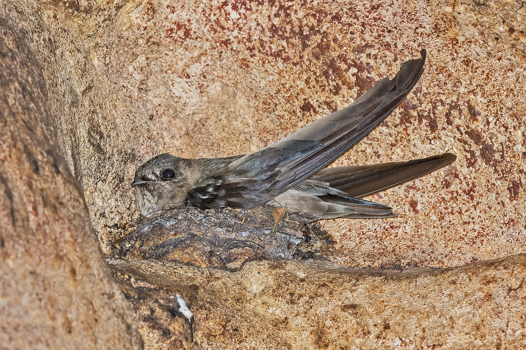 Mossy-nest Swiftlet (image by Pete Morris)