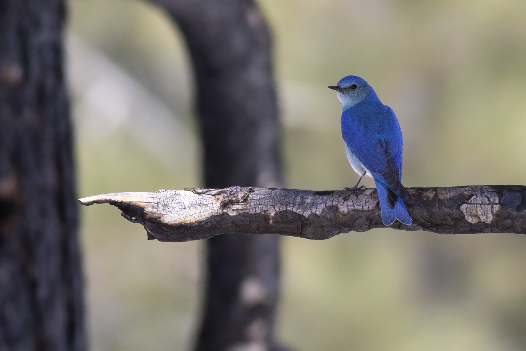 Mountain Bluebird (image by Sjoerd Radstaak)