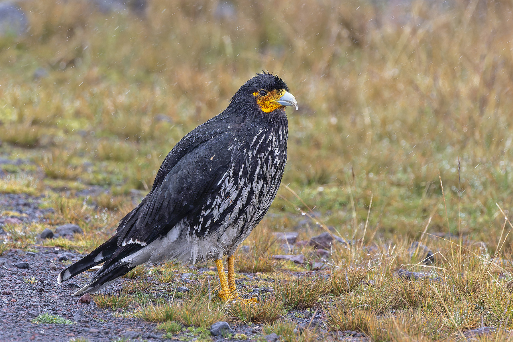 Mountain Caracara (image by Pete Morris)