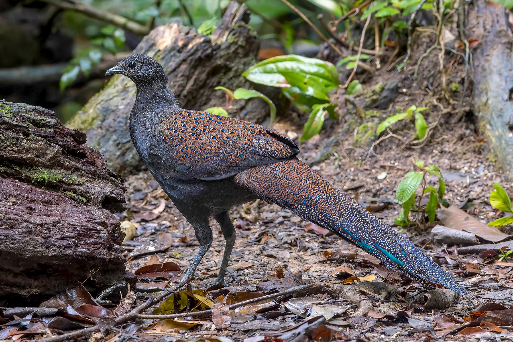 Mountain Peacock-Pheasant (image by Pete Morris)