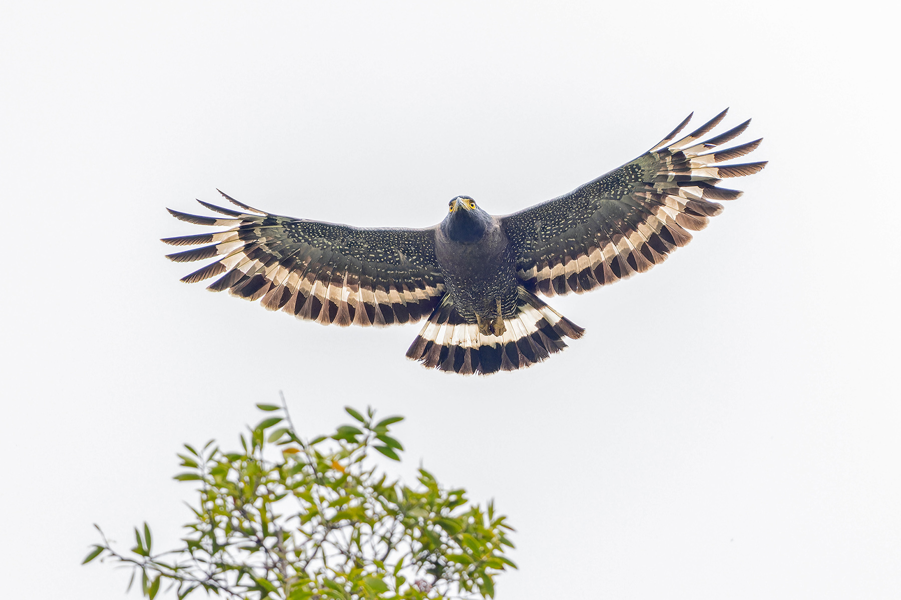 Mountain Serpent Eagle (image by Pete Morris)