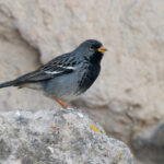 Mourning Sierra Finch (image by John Oates)